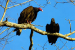 Turkey en Black Vulture